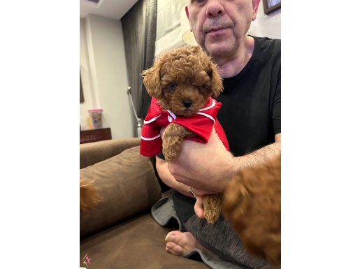 Toypoodle Redbrown darkred teacup 