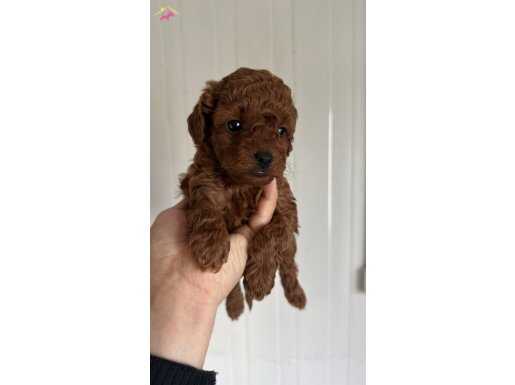 Teacup, toypoodle ve her boy kore Rus poodle 