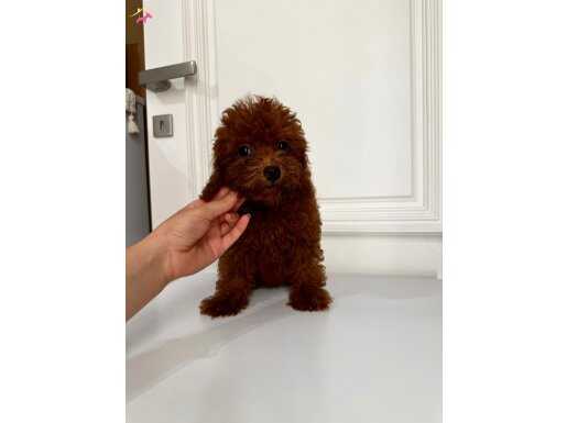 Toypoodle,teacup,Kore. Darkbrown ,