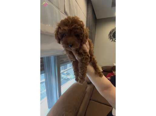 Poodle ırkının en kaliteli yavruları 