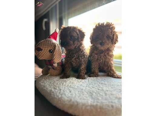Ev bakım ömür boyu ırk garantili bebişler korekan toypoodle 