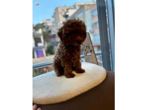 Toypoodle Redbrown Kore 