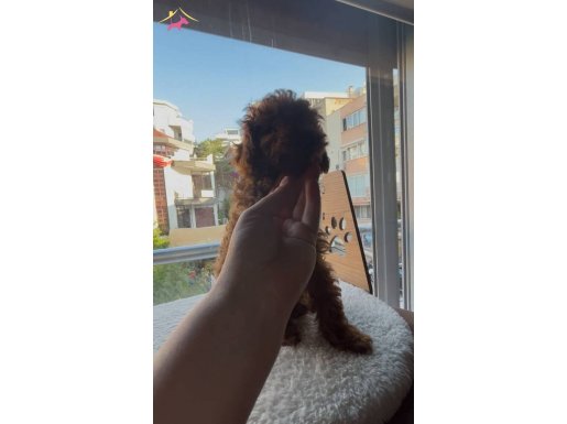 Muhteşem güzellikte toypoodle Kore 