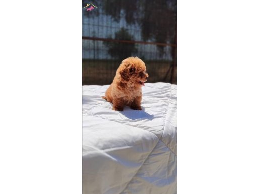 Muhteşem Kore Toypoodle bebekler 