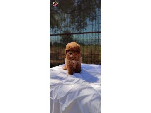 Korekan toypoodle bebekler 