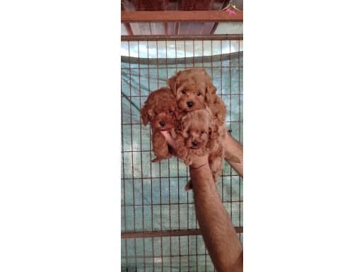 Muhteşem kore kan toypoodle bebekler 