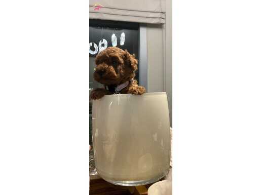 Korekan toypoodle bebekler 