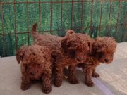 Müthiş kore  toypoodle Teacup  bebekler 