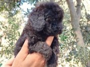 Apricot ve black siyah toypoodle kg garantili 