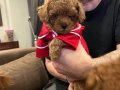 Toypoodle Redbrown darkred teacup 