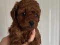 Teacup, toypoodle ve her boy kore Rus poodle 