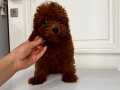 Toypoodle,teacup,Kore. Darkbrown ,