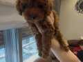 Poodle ırkının en kaliteli yavruları 