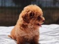 Muhteşem Kore Toypoodle bebekler 