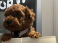 Korekan toypoodle bebekler 