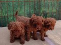 Müthiş kore  toypoodle Teacup  bebekler 
