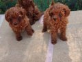 Müthiş kore  toypoodle Teacup  bebekler 