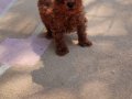 Müthiş kore  toypoodle Teacup  bebekler 