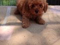 Müthiş kore  toypoodle Teacup  bebekler 