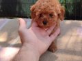 Müthiş kore  toypoodle Teacup  bebekler 