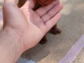 Müthiş kore  toypoodle Teacup  bebekler 