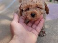 Müthiş kore  toypoodle Teacup  bebekler 