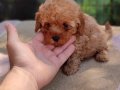 Müthiş kore  toypoodle Teacup  bebekler 