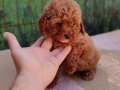 Müthiş kore  toypoodle Teacup  bebekler 