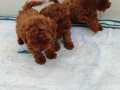 Müthiş kore  toypoodle Teacup  bebekler 