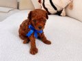 Kore Teacup Redbrown toypoodle 