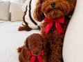 Kore Teacup Redbrown toypoodle 