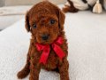 Kore Teacup Redbrown toypoodle 