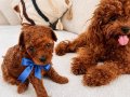 Kore Teacup Redbrown toypoodle 