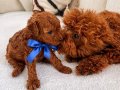 Kore Teacup Redbrown toypoodle 