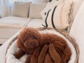 Kore Teacup Redbrown toypoodle 