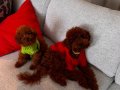 Kore Teacup Redbrown toypoodle 