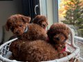 Teacup toypoodle kore  muhteşem bebekler 