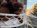 Teacup toypoodle kore  muhteşem bebekler 
