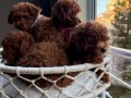 Teacup toypoodle kore  muhteşem bebekler 