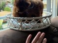 Teacup toypoodle kore  muhteşem bebekler 