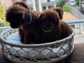 Teacup toypoodle kore  muhteşem bebekler 