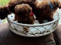 Teacup toypoodle kore  muhteşem bebekler 