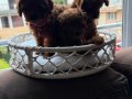 Teacup toypoodle kore  muhteşem bebekler 