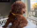 Neşe bombası minik oyuncak boy toypoodle 