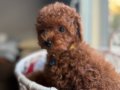 Neşe bombası minik oyuncak boy toypoodle 