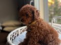 Neşe bombası minik oyuncak boy toypoodle 