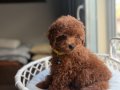 Neşe bombası minik oyuncak boy toypoodle 
