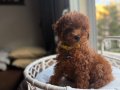 Neşe bombası minik oyuncak boy toypoodle 