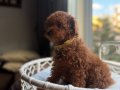 Neşe bombası minik oyuncak boy toypoodle 