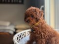 Neşe bombası minik oyuncak boy toypoodle 